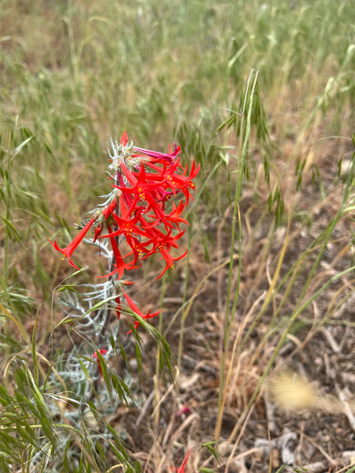 Identifying Plants on IPhone